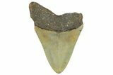 Fossil Megalodon Tooth - North Carolina #362879-1